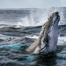 Secrets of the Whales
