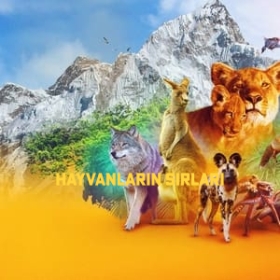 Animal