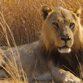 Big Cat Country