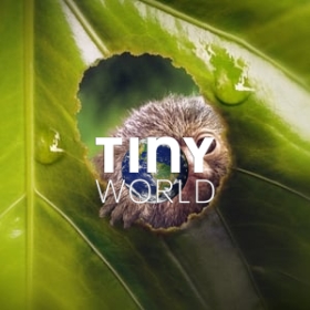 Tiny World