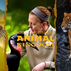 Magic of Disney's Animal Kingdom