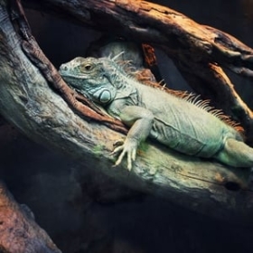 72 Dangerous Animals: Latin America
