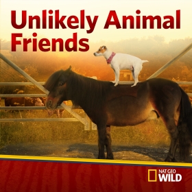 Unlikely Animal Friends