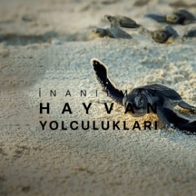 Incredible Animal Journeys
