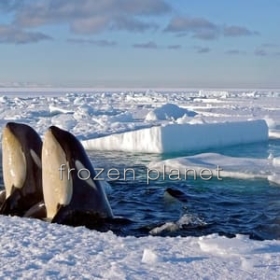Frozen Planet