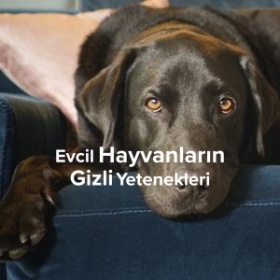 The Hidden Lives of Pets