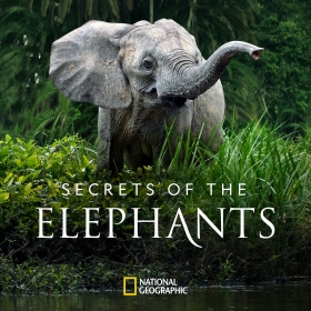 Secrets of the Elephants