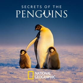 Secrets of the Penguins