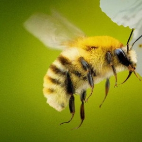 Secrets of the Bees