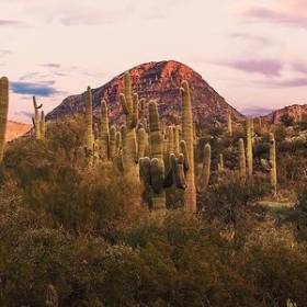 Wild Mexico