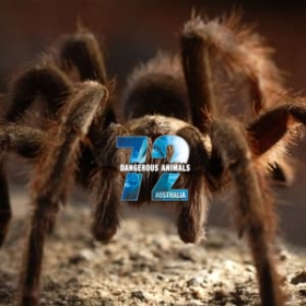 72 Dangerous Animals: Australia