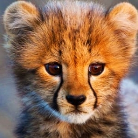 In The Womb: Animal Babies